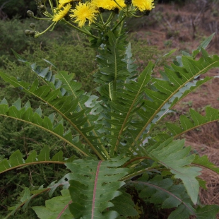 Sonchus ortunoi